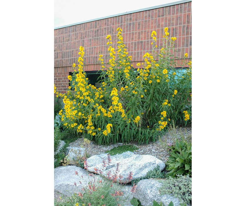 Maximilian Sunflower
